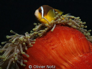 Nice dive neir El Quseir with many anemones by Olivier Notz 